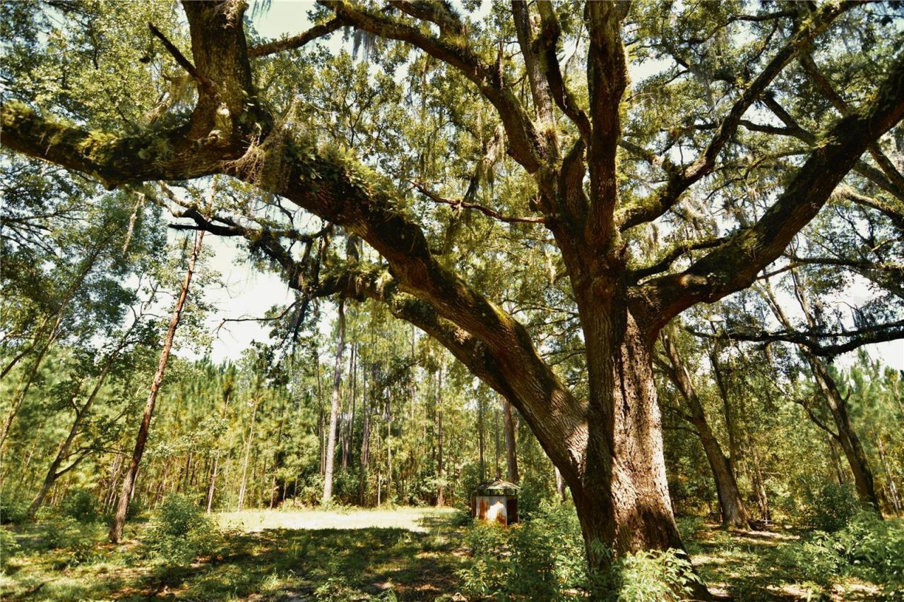 18709 NE Us Highway 301 , Waldo, FL 32694 Photo