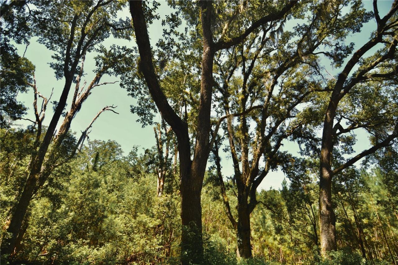 18709 NE Us Highway 301 , Waldo, FL 32694 Photo