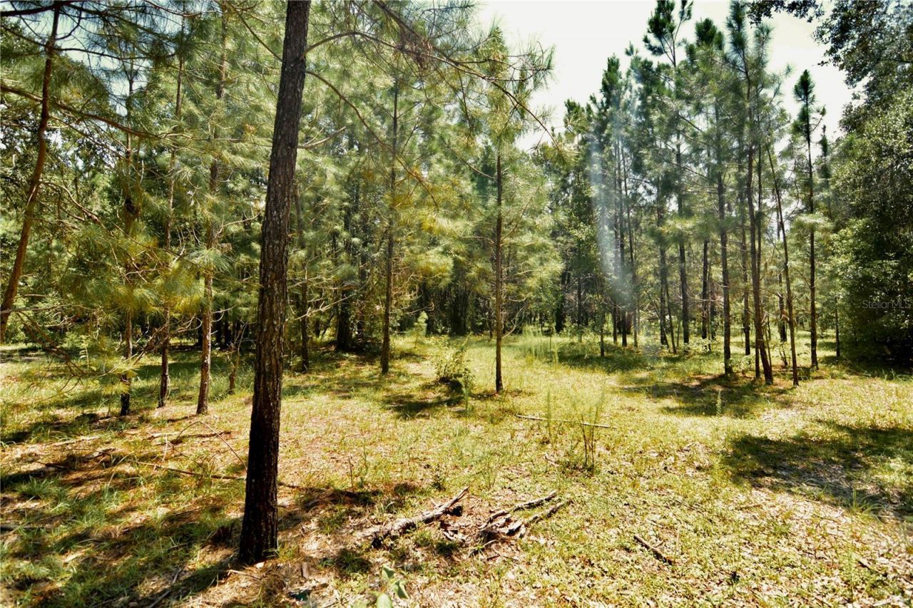 18709 NE Us Highway 301 , Waldo, FL 32694 Photo