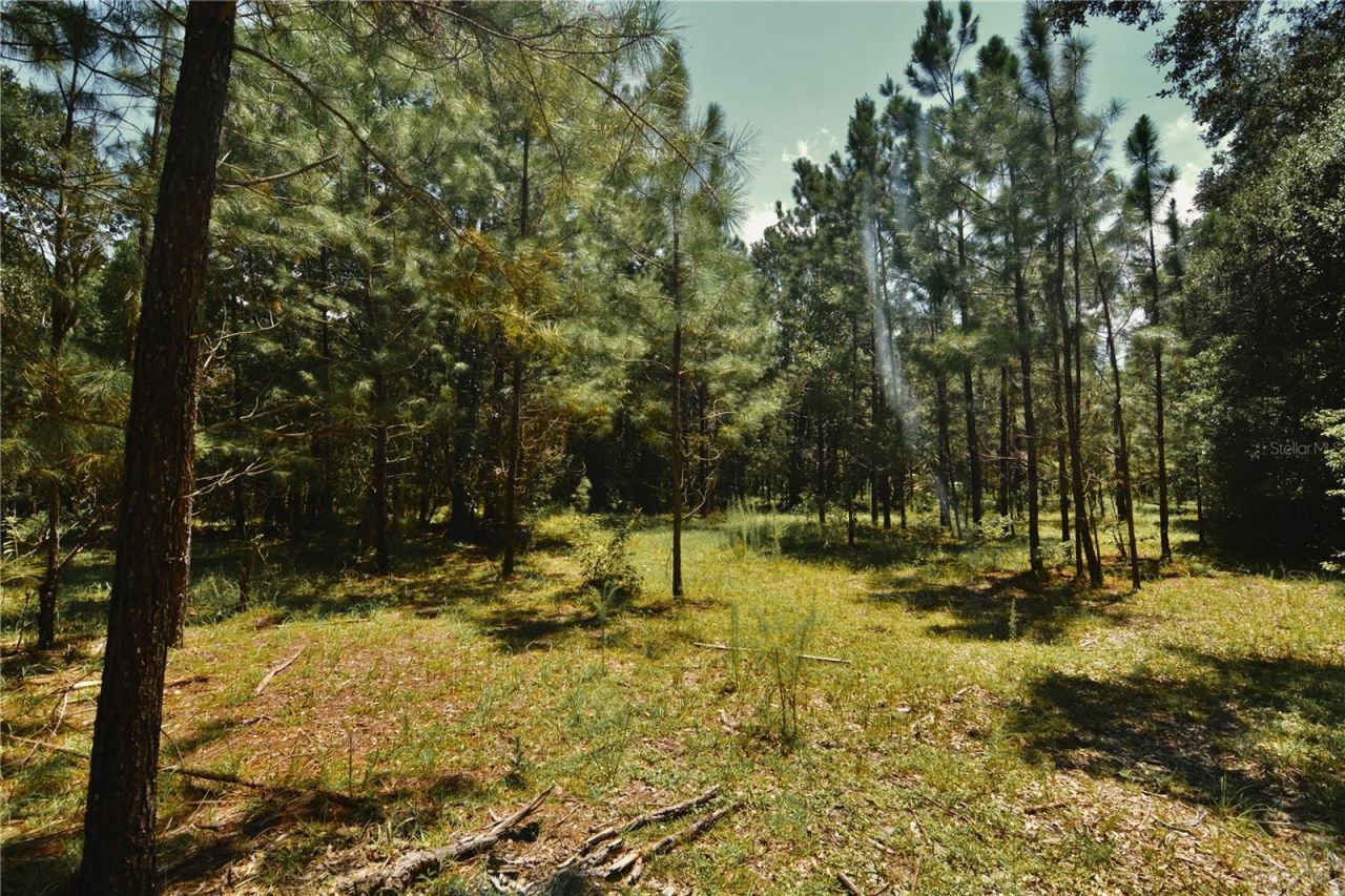18709 NE Us Highway 301 , Waldo, FL 32694 Photo