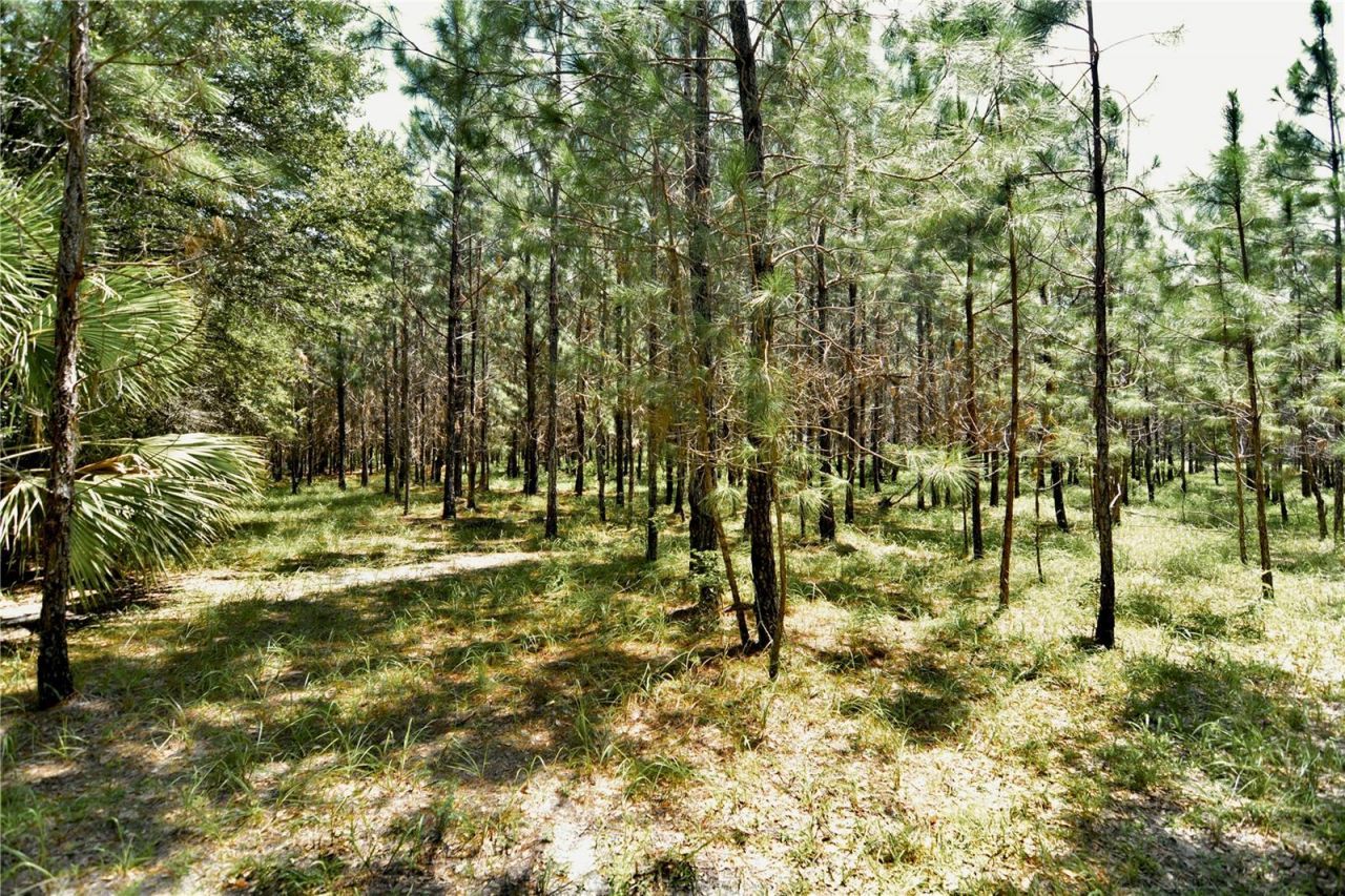 18709 NE Us Highway 301 , Waldo, FL 32694 Photo