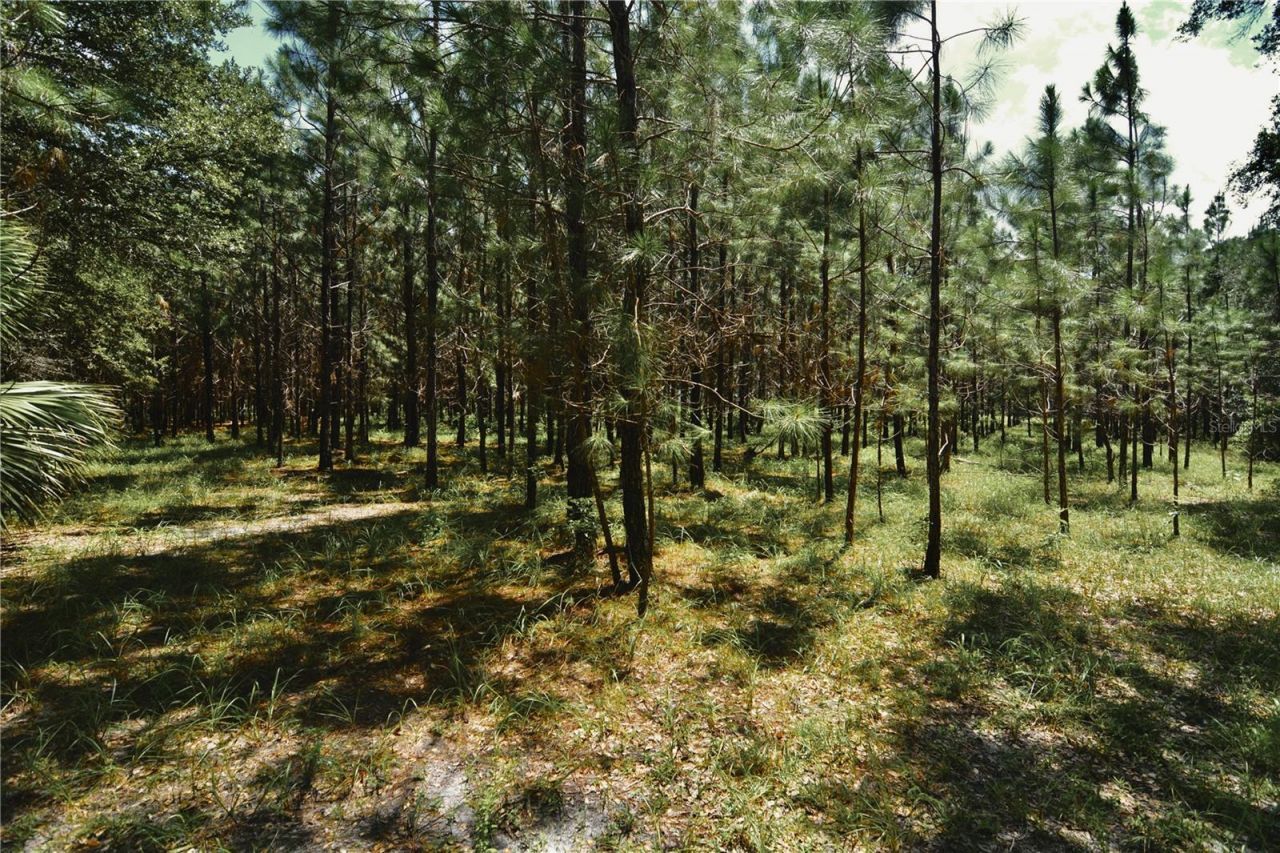 18709 NE Us Highway 301 , Waldo, FL 32694 Photo