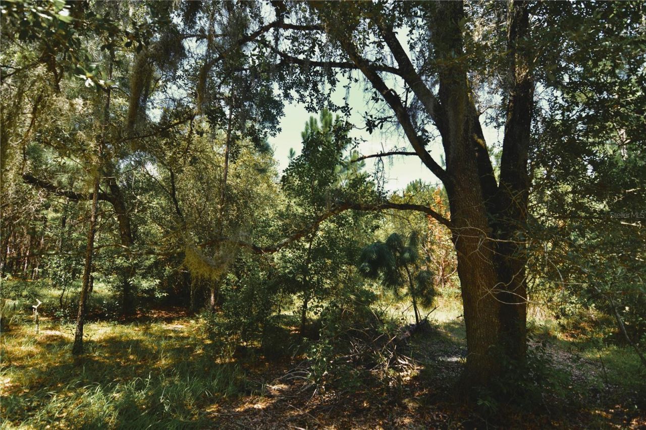18709 NE Us Highway 301 , Waldo, FL 32694 Photo
