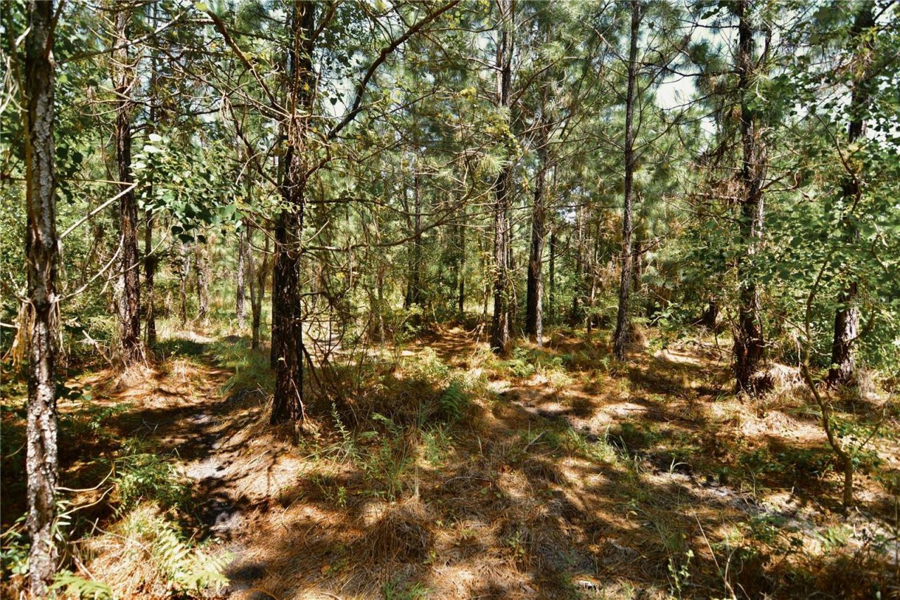 18709 NE Us Highway 301 , Waldo, FL 32694 Photo