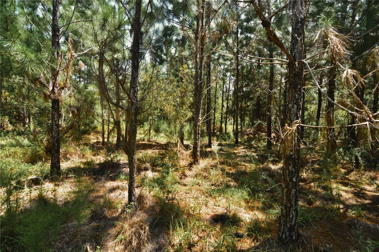 18709 NE Us Highway 301 , Waldo, FL 32694 Photo