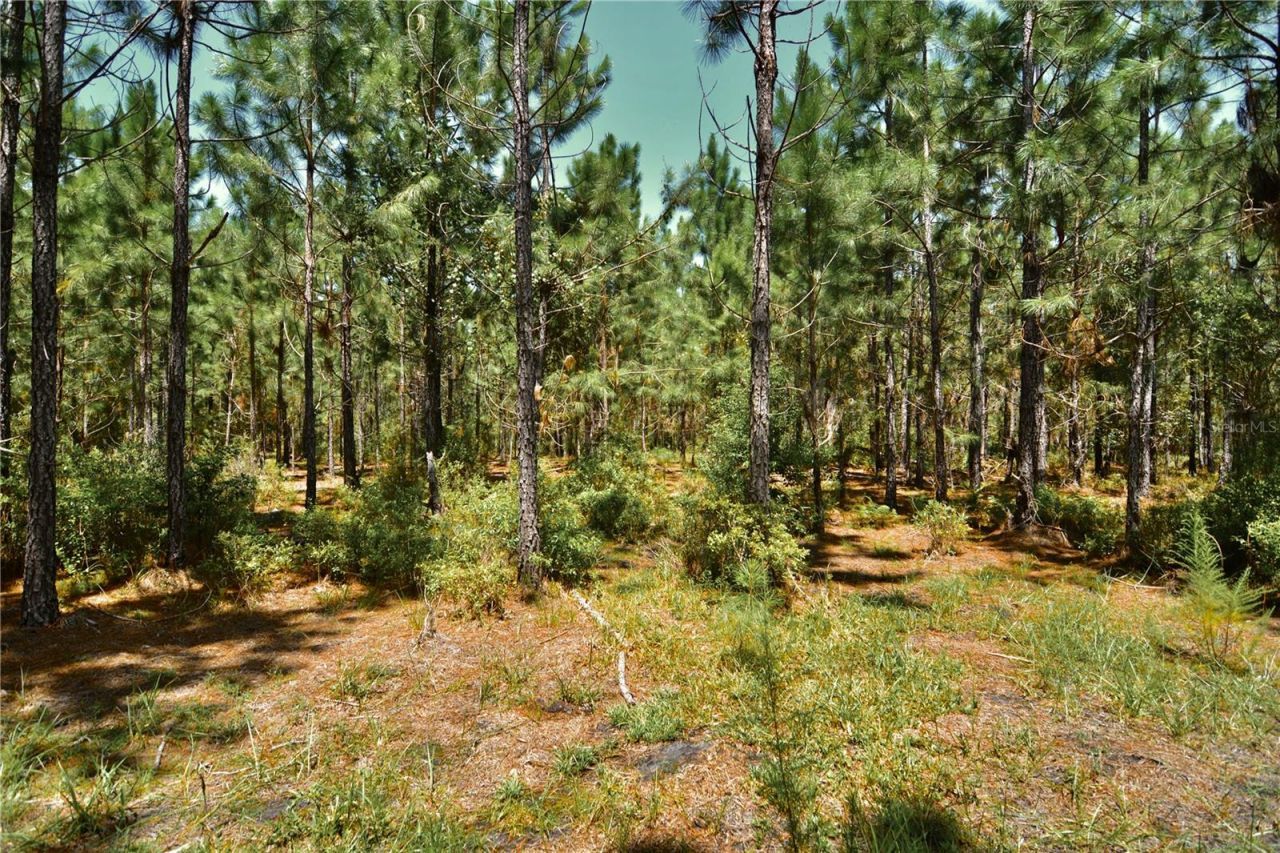 18709 NE Us Highway 301 , Waldo, FL 32694 Photo