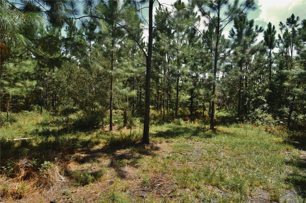 18709 NE Us Highway 301 , Waldo, FL 32694 Photo