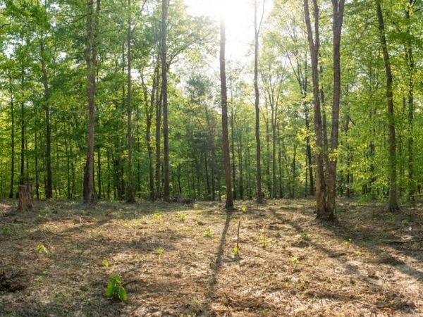 3 Pinewood Road , Nunnelly, TN 37137