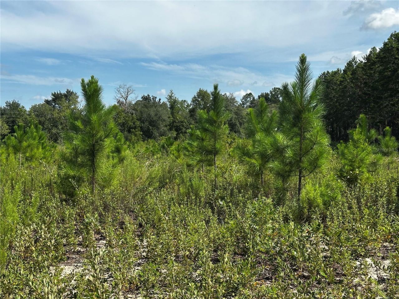 7351 NE 106th Terrace , Bronson, FL 32621 Photo