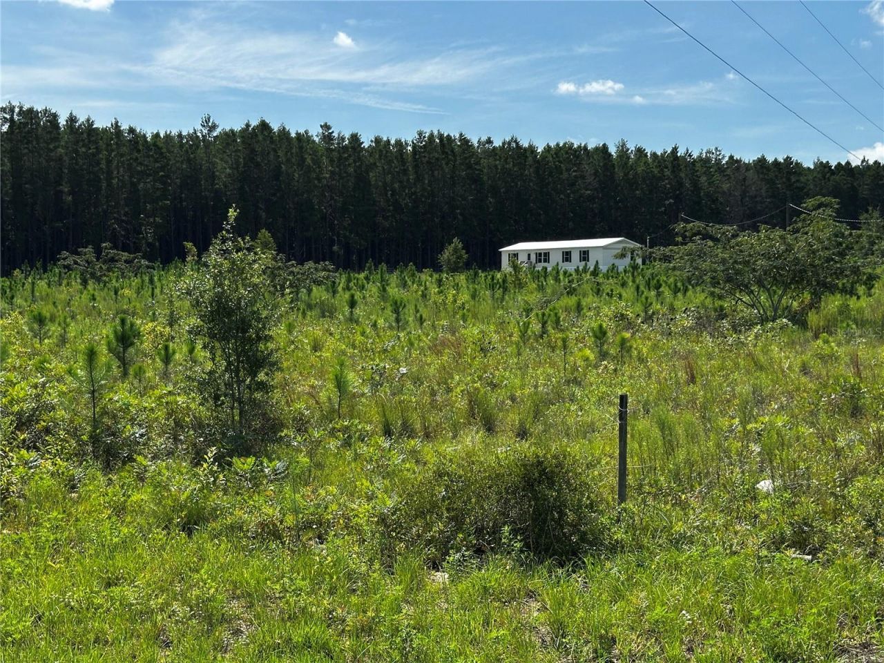 7351 NE 106th Terrace , Bronson, FL 32621 Photo