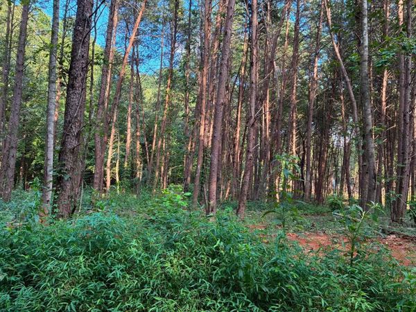 100 County Road 262 Lot 4, Niota, TN 37826