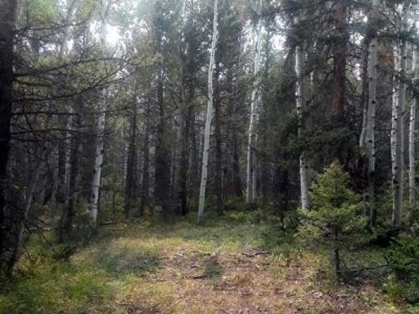 425 Crest Drive, Cimarron, CO 81220