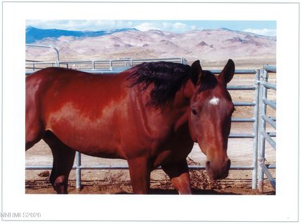 16500 Pyramid Highway, Reno, NV 89510 Photo