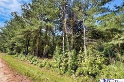 Laney Road photo 4