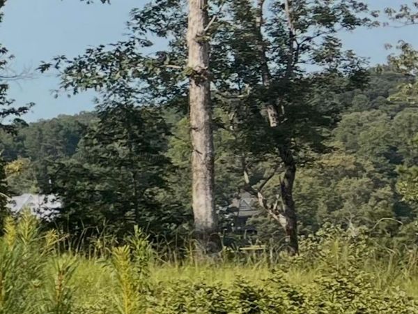 LOT #19 LONG LEAF Rd, Double Springs, AL 35553