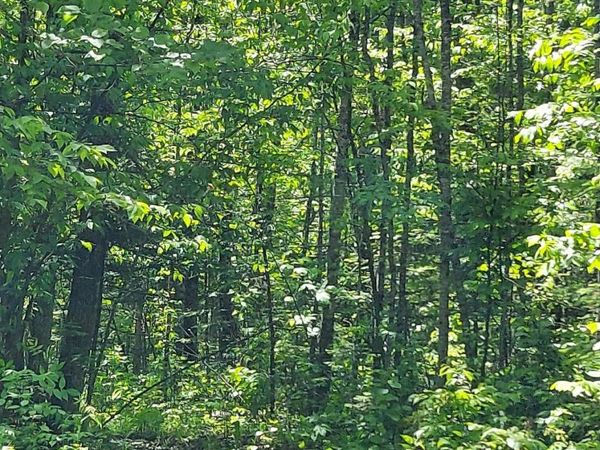 17 County Road, Mizpah, MN 56660