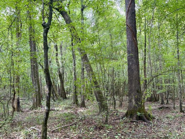 County Road 303, Mathiston, MS 39752