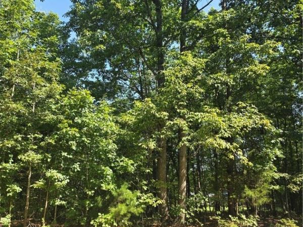 0 Watkins Boulevard , Farmville, VA 23954