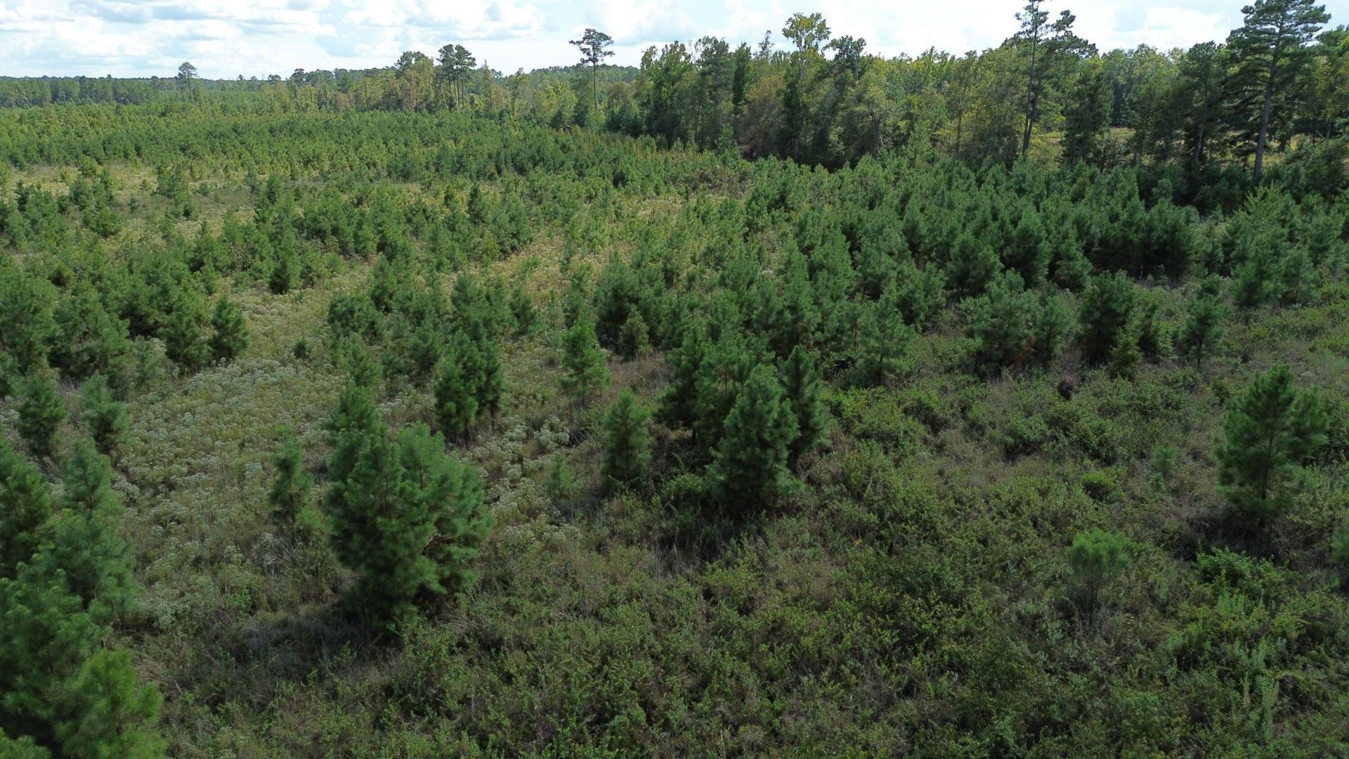 1 Bethel Forest Road Photo 13