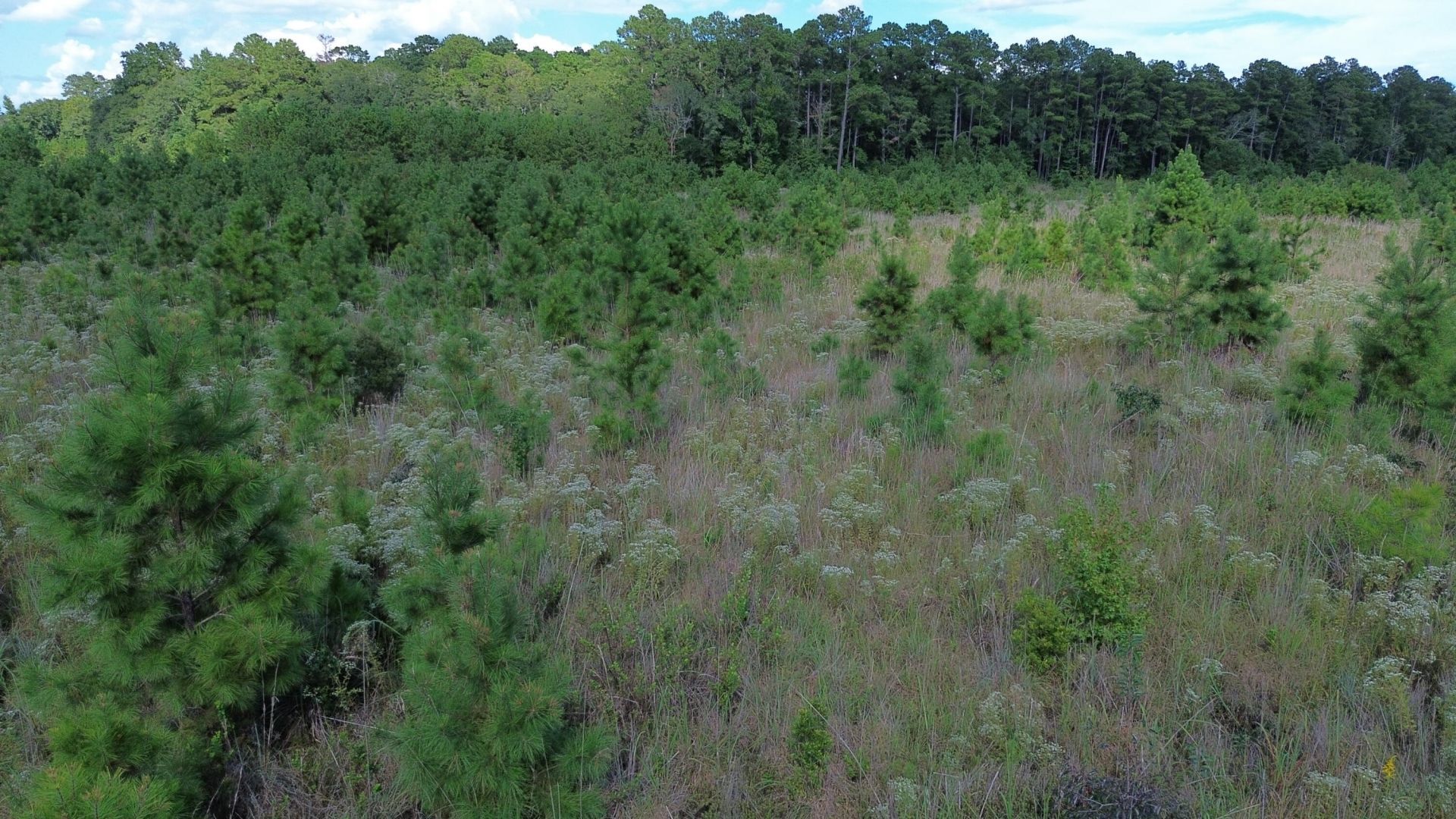 1 Bethel Forest Road Photo 19
