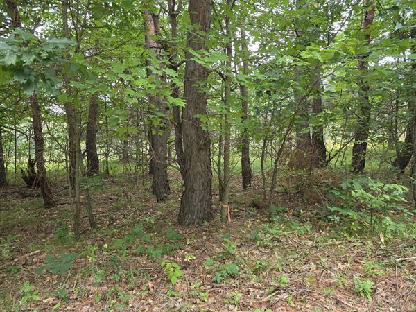 Williams Trail, Grayling, MI 49738