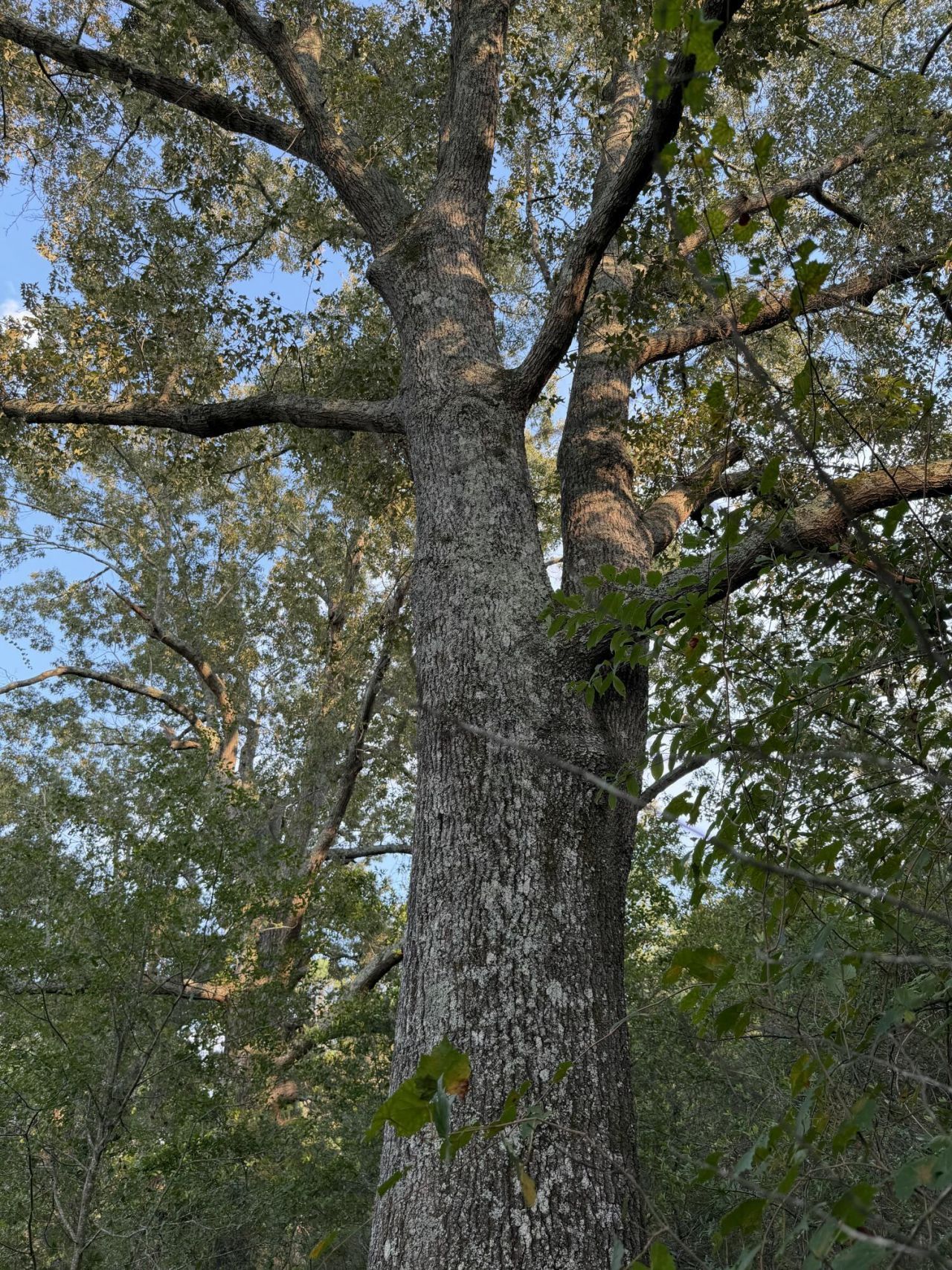 0 Fire Tower Road Photo 5