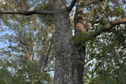 0 Fire Tower Road photo 4