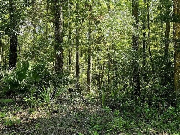 312th Ave, Old Town, FL 32680