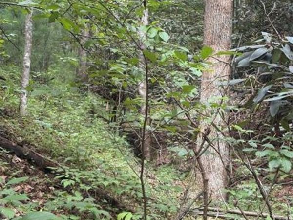 TBD Old Nc Highway 16, Millers Creek, NC 28651