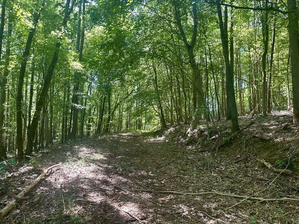 7721 Wayland Springs Rd , Iron City, TN 38463