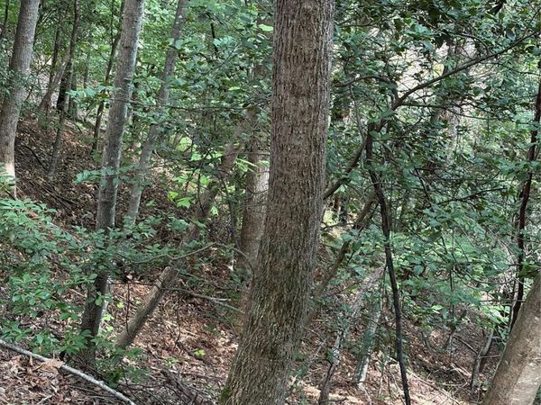 TBD Old Nc Highway 16 Highway, Millers Creek, NC 28651