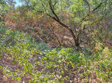 Browns Rd, Placerville, CA 95667 Photo