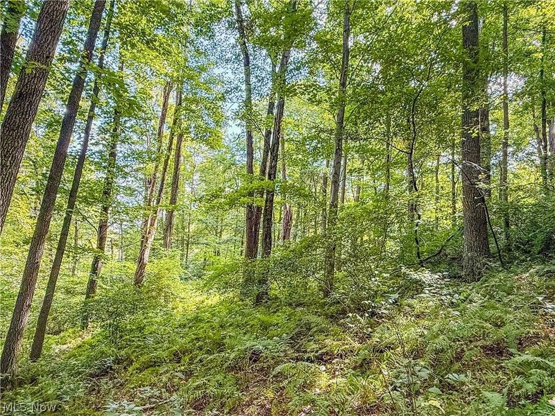 Luneman Road, Scio, OH 43988 Photo 19