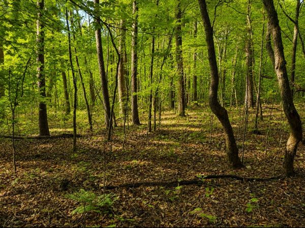0 Three Point Rd , Unit 3, Tellico Plains, TN 37385