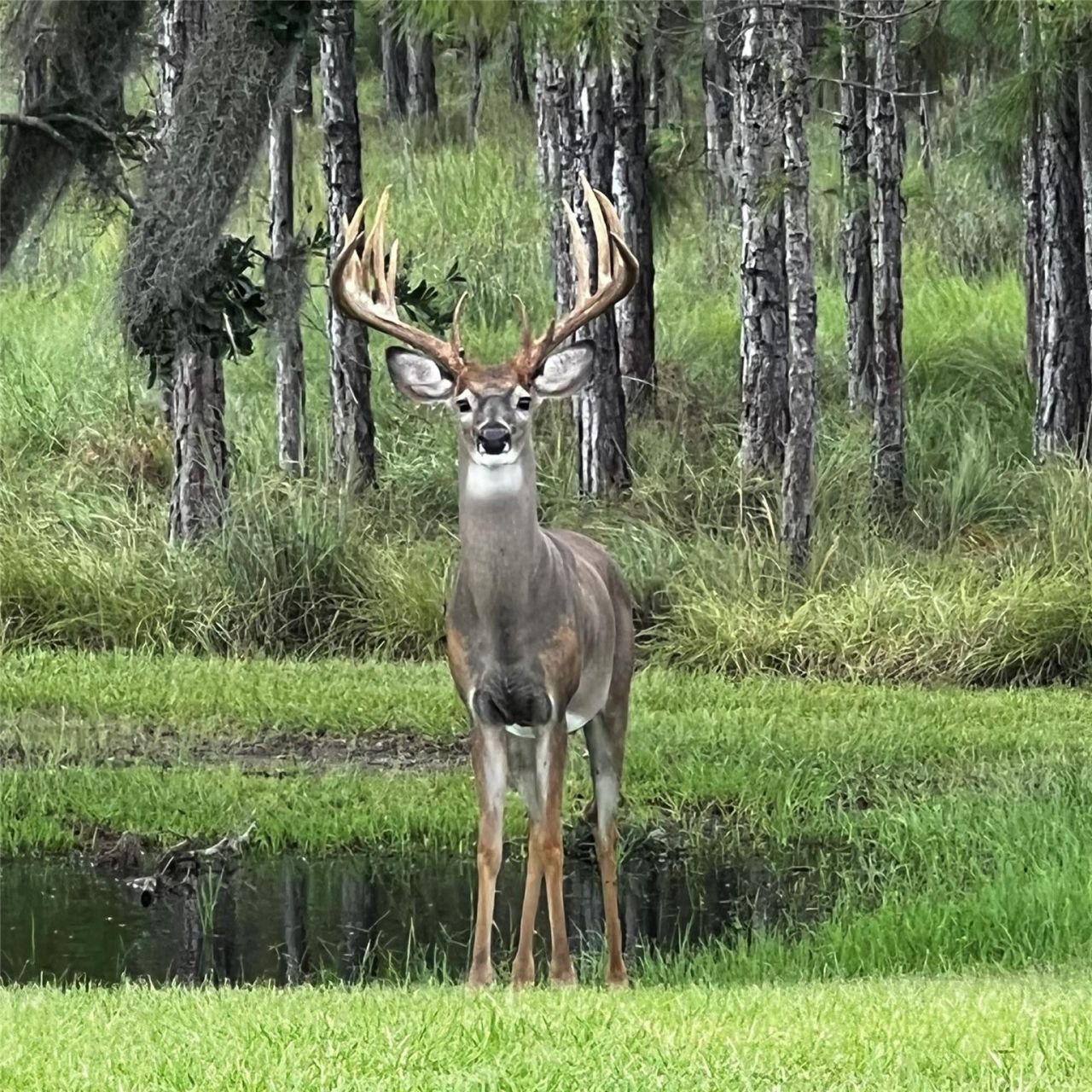545 New Boot Heel Road, Venus, FL 33960 Photo
