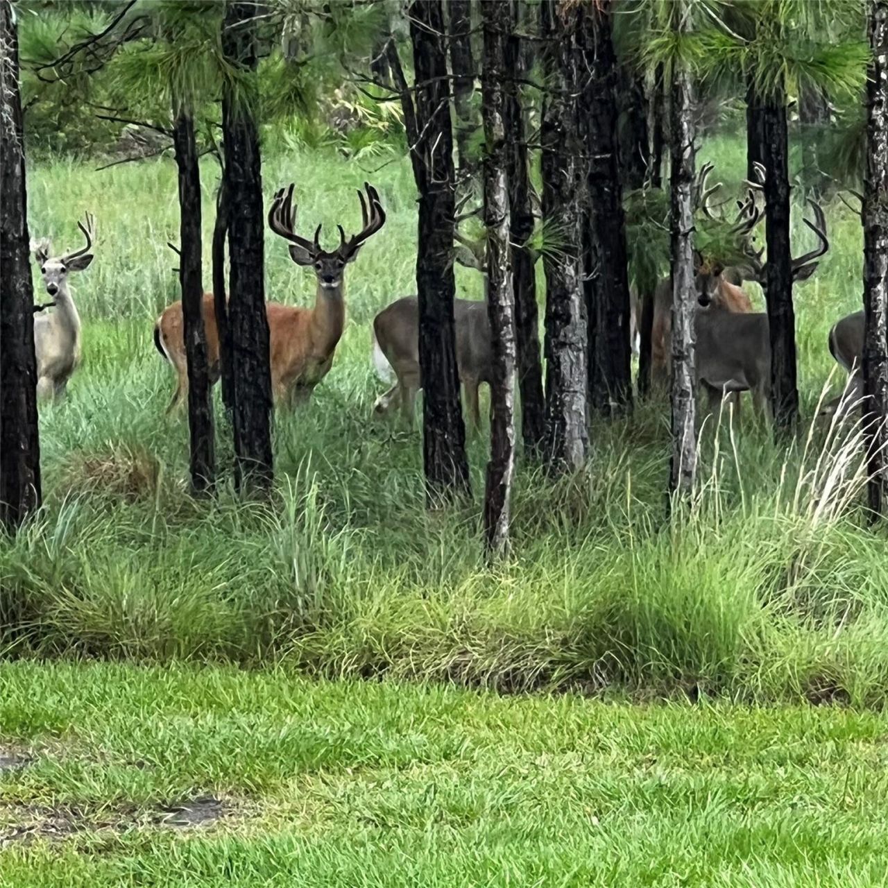 545 New Boot Heel Road, Venus, FL 33960 Photo