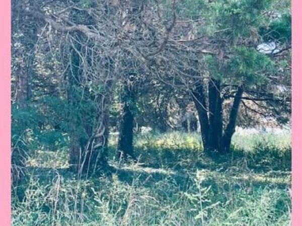LOT 7 OWENS DRIVE, BUSHWOOD, MD 20618