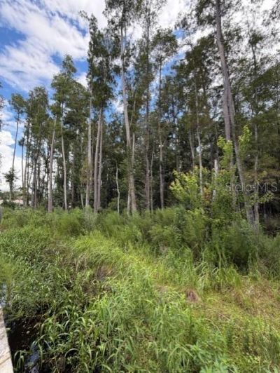 Wesley Chapel Blvd, Lutz, FL 33559 Photo