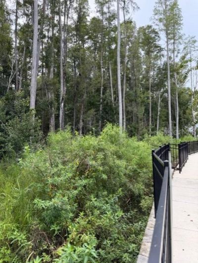 Wesley Chapel Blvd , Lutz, FL 33559 Photo