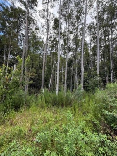 Wesley Chapel Blvd, Lutz, FL 33559 Photo