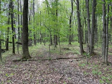 Kellogg Hill Road, South Dayton, NY 14138