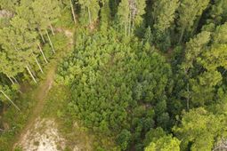 Tract 1 Bridle Path Road photo 4