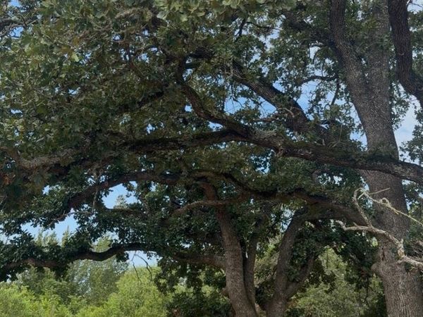 176 Whispering Pines DR , Bastrop, TX 78602