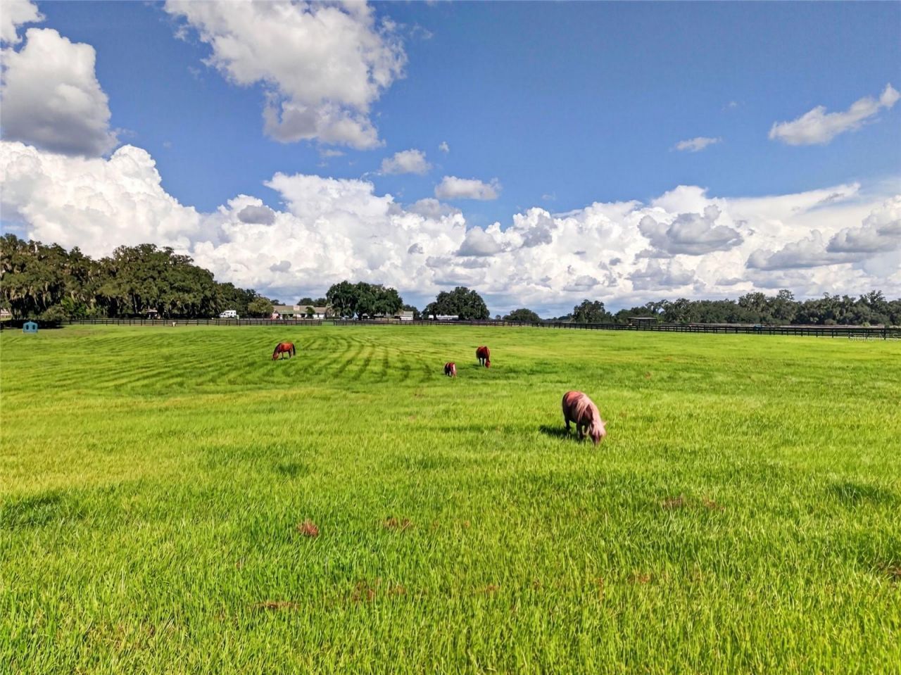 15939 NW 162nd Terrace, Williston, FL 32696 Photo
