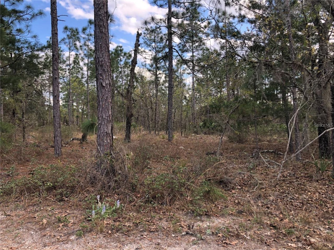 6000 W Cedar Hill Street, Dunnellon, FL 34433 Photo