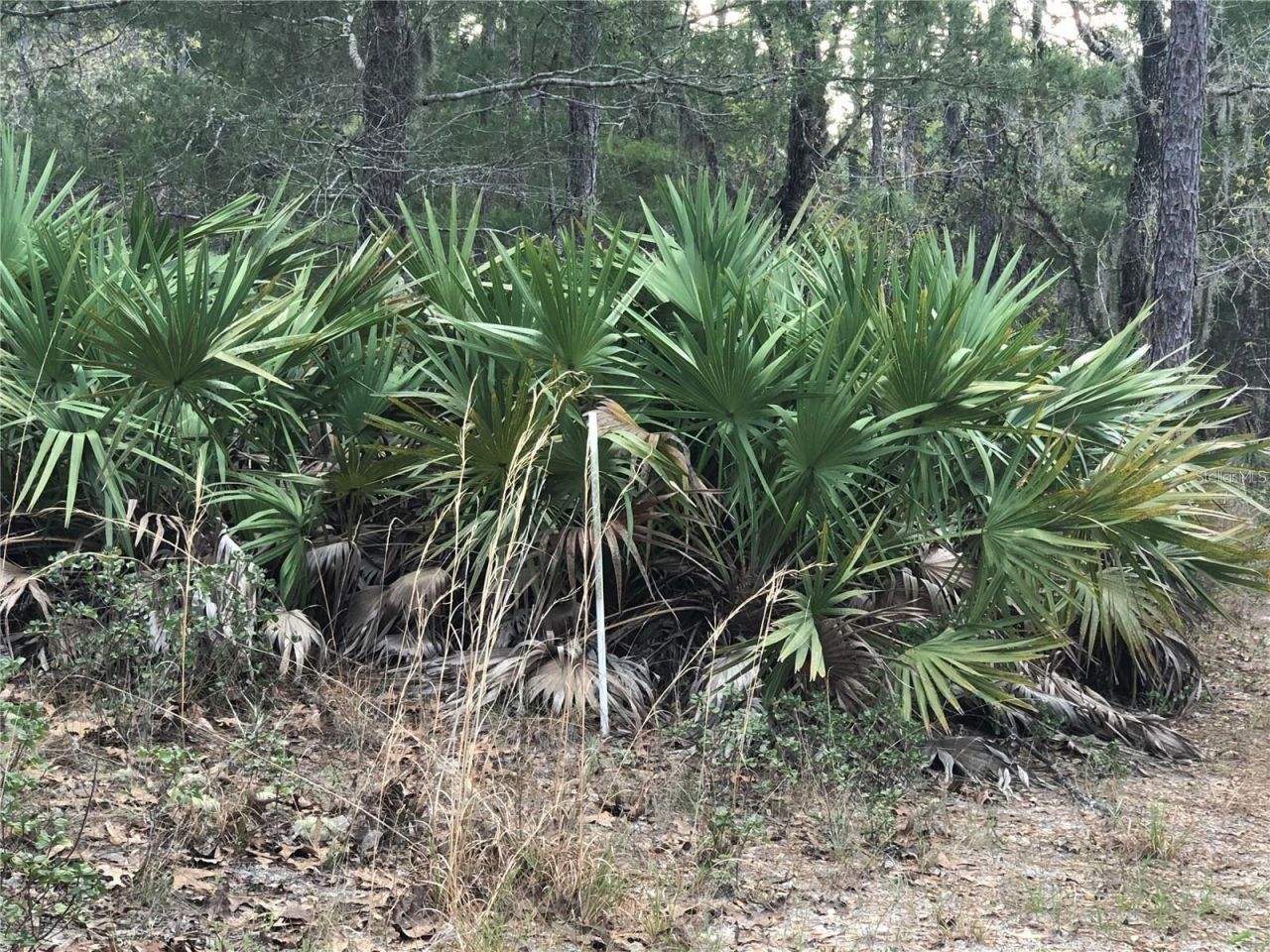 6000 W Cedar Hill Street, Dunnellon, FL 34433 Photo