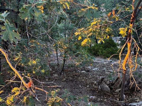 1 Crest Forest, Cedarpines Park, CA 92322