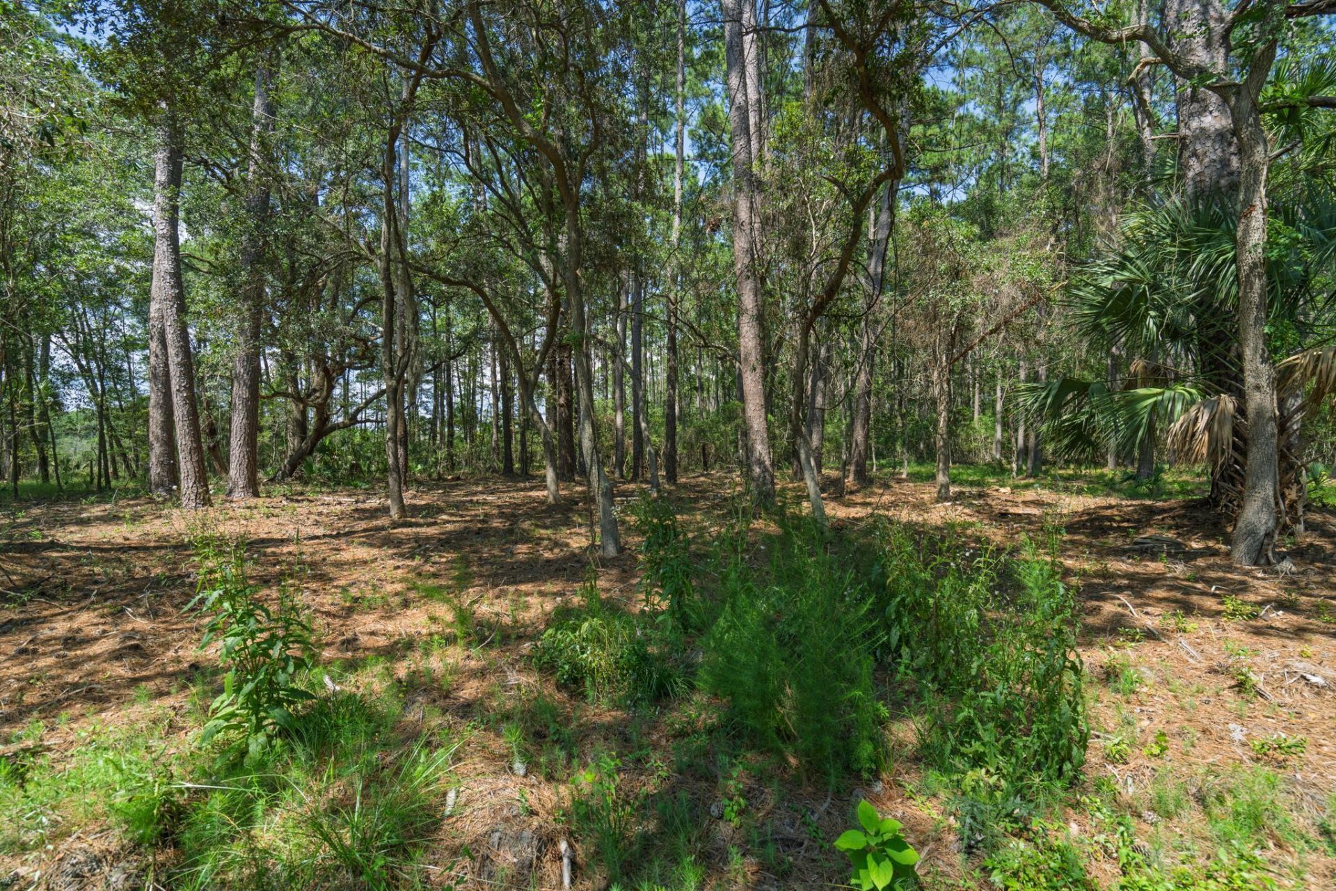 7860 Russell Creek Road Photo 27