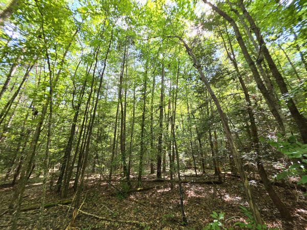 8 Northcutts Cove Road, Beersheba Springs, TN 37305