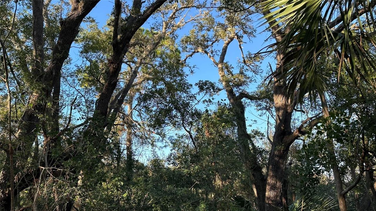 1676 Hermosa Drive , Palm Harbor, FL 34683 Photo